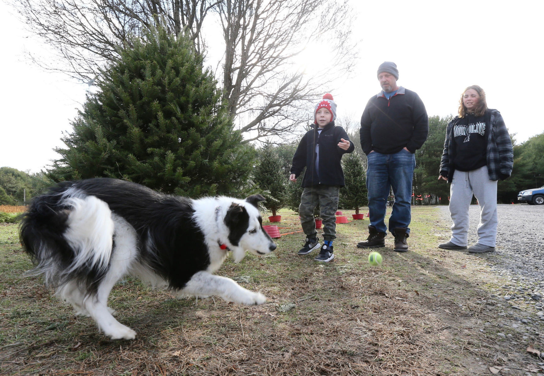 Littleworth Christmas Tree Farm
